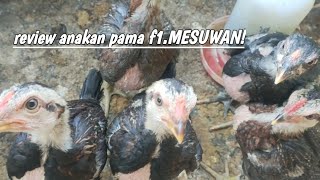 menurut saya flu burung itu belum di temukan obat nyapenanganan flu burung [upl. by Materse759]