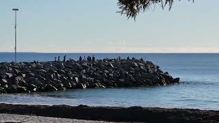 Cottesloe beach in Perth WA 2024 [upl. by Benildis]