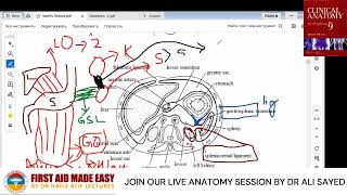 FALCIFORM LIGAMENT  EXPLAIN BY DR ALI SAYED SHORT SNELL ANATOMY [upl. by Initsed885]