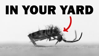 The Extremely Fast Animals in Your Yard  Springtails [upl. by Ixel]