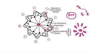 Cell Structure and Function Class 11 Part 19 Centrosome and Centrioles through NCERT biorealm [upl. by Wilhelmine106]