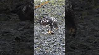 Young bald eagle  Jeune pygargue à tête blanche wildlife canada eagle pygargue [upl. by Einahets]