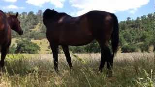 Horse Grazing While Leading amp Riding  EASY FIX [upl. by Zed]