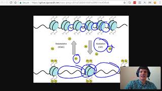 MCAT Question of the Day Enhancers Activators Transcription Factors and Acetylation [upl. by Justin]