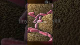 The Amazing 25 Ft Intestine body intestine facts human trending shortsvideo shorts stomach [upl. by Cynthia]