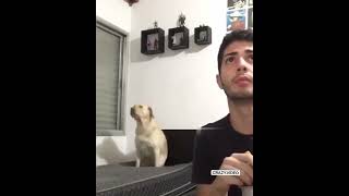 perro bailando cuando el dueño no lo ve [upl. by Florio]