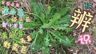 蒲公英 猫耳菊 裂叶苦菜 荠菜 黄鹌菜 野莴苣 辨别 [upl. by Nathalia767]