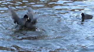 Vroege Vogels  Vechtende meerkoeten [upl. by Trelu224]