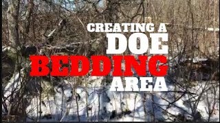 Creating A Doe Bedding Area  Phase 2 Habitat Improvement Plan 2019 [upl. by Broome]