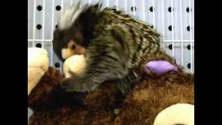 Monkey On Monkey  Miko the Marmoset Monkey [upl. by Enigroeg]