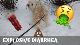 Dog FARTS  EXPLOSIVE DIARRHEA GRAPHIC 강아지 설사 [upl. by Dric]