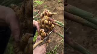 Ginger Harvesting in Rajasthan 🫚 fruit ginger fruitcutting shorts short [upl. by Lura194]