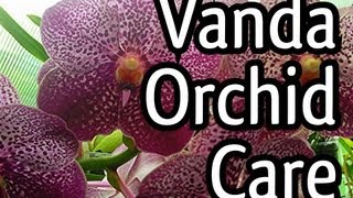 Vanda Orchid Care Tips  My Vanda X in full bloom  Everyone loves a Purple Orchid [upl. by Akapol]