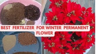 Best Fertilizer for winter Permanent FlowersCare tips of winter flowering plants [upl. by Anahir912]