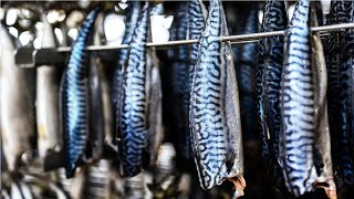 Mackerel Fishing by Modern Technique  Canned Fish Processing Line  Mackerel Processing in Factory [upl. by Laehcim]