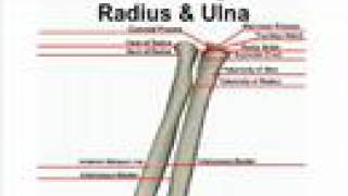 Anterior Bone Landmarks Radius and Ulna [upl. by Ranita]