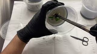 Experimenting with oak tree plant tissue culture [upl. by Anitnerolf]