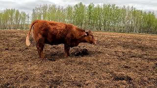 SHE BIRTHS before OUR EYES  INTENSITY SISTER  LOTS OF BABIES  BEHIND THE SCENES cattle RANCH [upl. by Frissell]