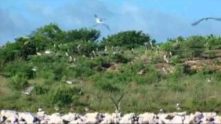 Protecting Coastal Habitat Jamie Schubert [upl. by Berny]