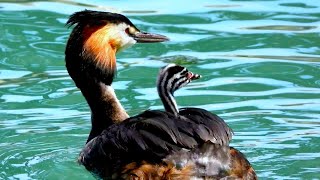 Avifauna Italiana 11 Lo Svasso maggiore Podiceps cristatus [upl. by Grover]