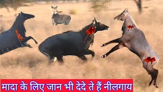 Yaha do Male Nilgai Leader Banane ke liye Taiyar [upl. by Asseram]