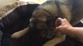 Norwegian Elkhound growling with ball [upl. by Nikola]