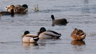 KIZILIRMAK NEHRİ YABAN ÖRDEKLERİ  BAFRA MALLARD DUCK [upl. by Elocon]