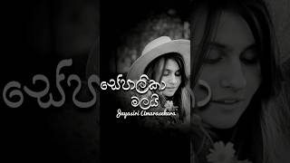 Sepalika Malai  සේපාලිකා මලයි  Jayasiri Amarasekara jayasiriamarasekara sinhalamusic [upl. by Leighland]