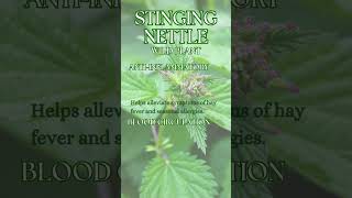 Stinging Nettle  Urtica dioica [upl. by Heidy]