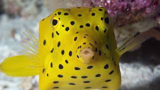 How big do boxfish grow How do you care for a boxfish Can you have a boxfish as a pet [upl. by Reisfield994]