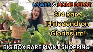 14 PHILODENDRON GLORIOSUM AT LOWES amp HOME DEPOT RARE Big Box Plant Shopping [upl. by Newsom]