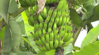 BOI GORDO E NUTRIDO NO SEMIÁRIDO SAIBA FAZER O USO DA BANANA NA DIETA DO GADO [upl. by Adnovay]