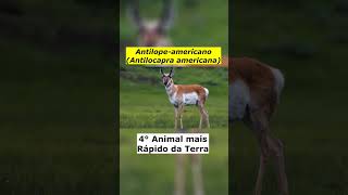 Antílopeamericano Antilocapra americana [upl. by Oringas861]