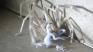 Camel Spider Devours Gecko in Iraq [upl. by Enaile]