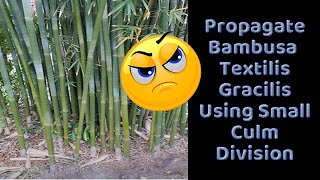 Propagate Bambusa Textilis Gracilis Using Small Culm Division [upl. by Kirbie]