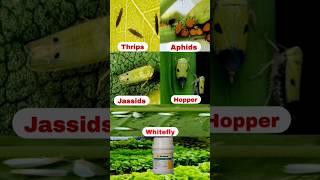 Syngenta Actara Insecticide  Actara Insecticide shorts farming insecticide mybestkheti [upl. by Pollie]