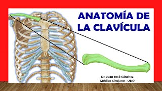 🥇 Anatomia de la CLAVÍCULA ¡Fácil Rápida y Sencilla [upl. by Nylde232]