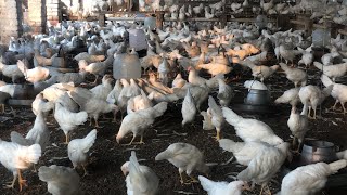 Pakistan Poultry Farm  Pakistan Production  Pakistan farming  part 3 [upl. by Aitnahc]