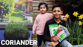 GROW CORIANDER ALL YEAR ROUND  How To Grow Coriander From Seeds [upl. by Enidaj]