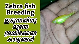 Zebra Fish Breeding and Conditioning Method [upl. by Ahsekad859]