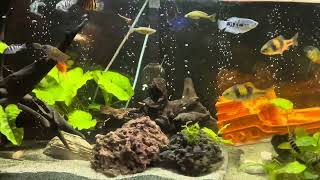 My peaceful community tank [upl. by Eberly669]