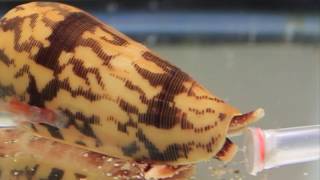 Killer Cone Snails [upl. by Oniuqa]