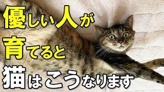 育て方の違いがここまで現れる！優しい人に育てられた猫だけが見せる行動９選【保護猫】 [upl. by William]