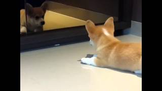 Corgi puppy barking at himself in the mirror [upl. by Omari]