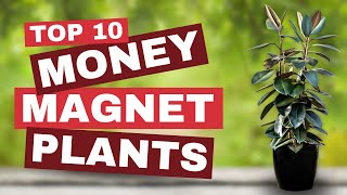 💰 MoneyMagnet Plants ─ TOP 10 Plants to Boost Your Homes Fortune ✨🤑 [upl. by Funk366]