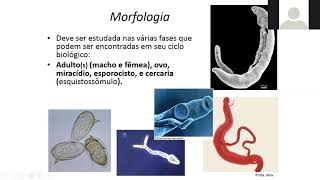 AULA  Schistosoma mansoni morfologia biologia [upl. by Einohtna]