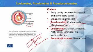 Coelomates Acoelomates amp Pseudocoelomates  Principles of Systematics  ZOO511TTopic196 [upl. by Regazzi]