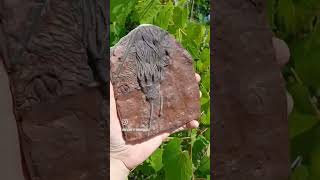 An Almost Alien Fossil  The Crinoid [upl. by Aretak223]