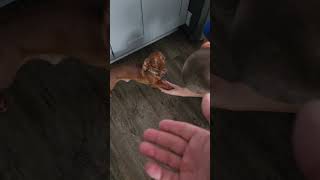 Freedom Wieners another paw of confidence jamnik puppy wiener dachshund cute [upl. by Dj]