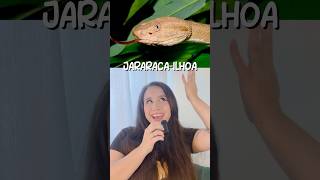 Animais que só existem no Brasil Jararacailhoa 🐍🇧🇷 [upl. by Akeinahs413]